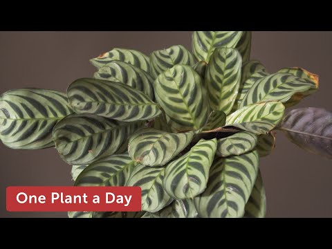 Ctenanthe burle-marxii  Houseplant Care — 122 of 365