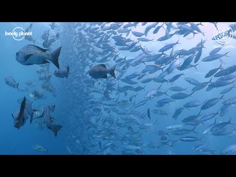 帕勞。2021年可持續島嶼旅遊最佳獎 (Palau: Best in Travel 2021 Sustainable Islands)