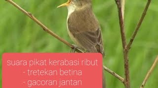 Download lagu Suara pikat kerakbasi alis hitam sincan ribut paling ampuh mp3