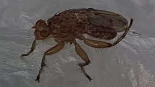 Insekti u prirodi--neki mali kukac poput muhe sjedi na vrećici i trlja zadnje noge i zatim ode...