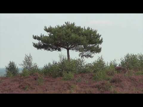 Primo Scala - Six Hit Medley - 1947