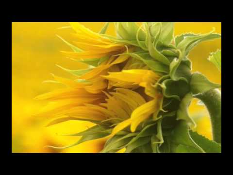 cybotnik - sunny flower