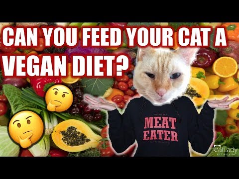 CAN CATS BE VEGAN? (The truth about feeding cats a vegan diet) 🙀🥑🤔