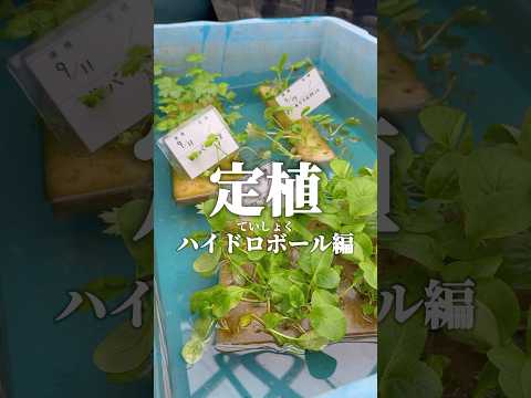 無土栽培アクアポニックス比較