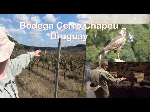 O Tannat mais velho do Uruguai, o vinhedo de um ícone, pioneirismo em dois países: Cerro Chapeu.