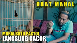 Download lagu OBAT MAHAL‼️murai pastol langsung gacor mp3 Download lagu OBAT MAHAL‼️murai pastol langsung gacor mp3