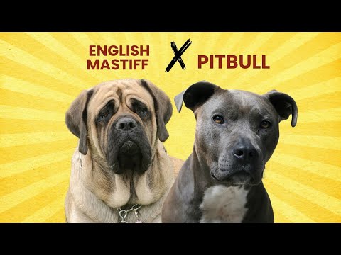 Mastiff Pit
