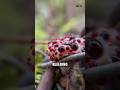 Top 5 Strangest Mushrooms! #shorts