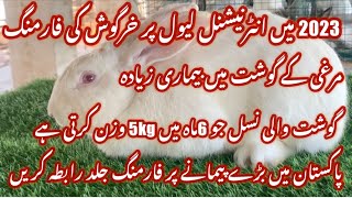 Rabbit forming in all Pakistan first time for meat 2023/پاکستان میں پہلی بار گوشت کے لیے فارمنگ