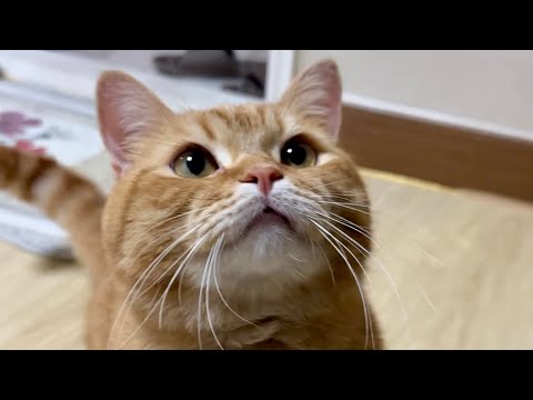 미야옹철 슨생님께 인정받은 행복냥이 김덕배 브이로그