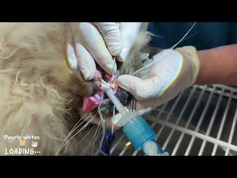 Oscar's dental journey