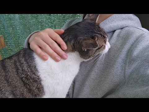 야통이가 이상하다(아픈거 아님)