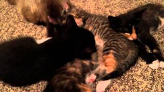 Kitty Cat Monday, 7/6/2015 - Goodnight!