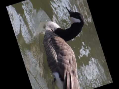 Thanks For The Buggy Ride 1926