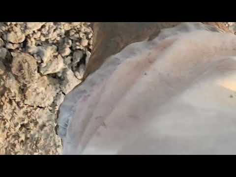 Pescaria do manaquiri Amazonas