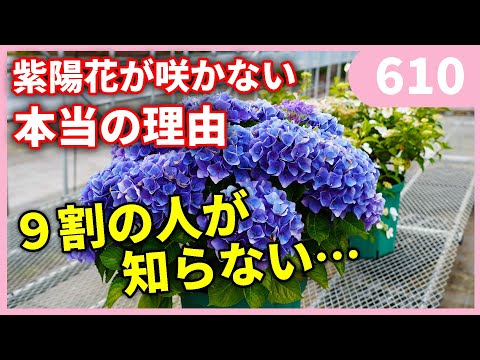 アジサイはなぜ色を失うのですか？この花がなぜそんなに悲しいのかを調べてみましょう…  庭園