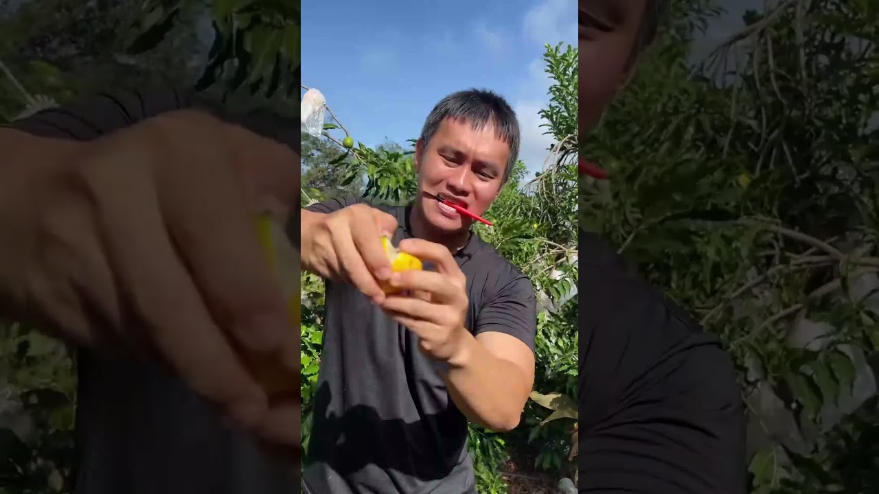 Nay cùng đi hái vú sữa với mình nha