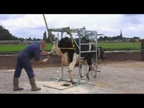 Cattle Hoof Trimmer