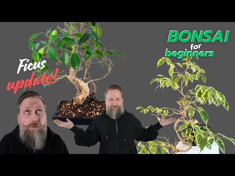 Ficus-Update | Benjamina | Microcarpa  Ginseng- schneiden pflegen gestalten