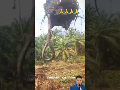 Xe cuốc đào trúng rắn hổ mây #snake #animals #kingcobra