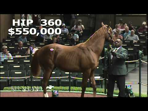2013 September Yearling Sale - Hip 360- Distorted Humor-Ready's Gal colt