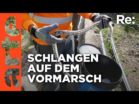 Schlangenplage auf Gran Canaria | ARTE Re: Reupload