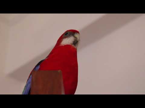 Eastern Rosella calling