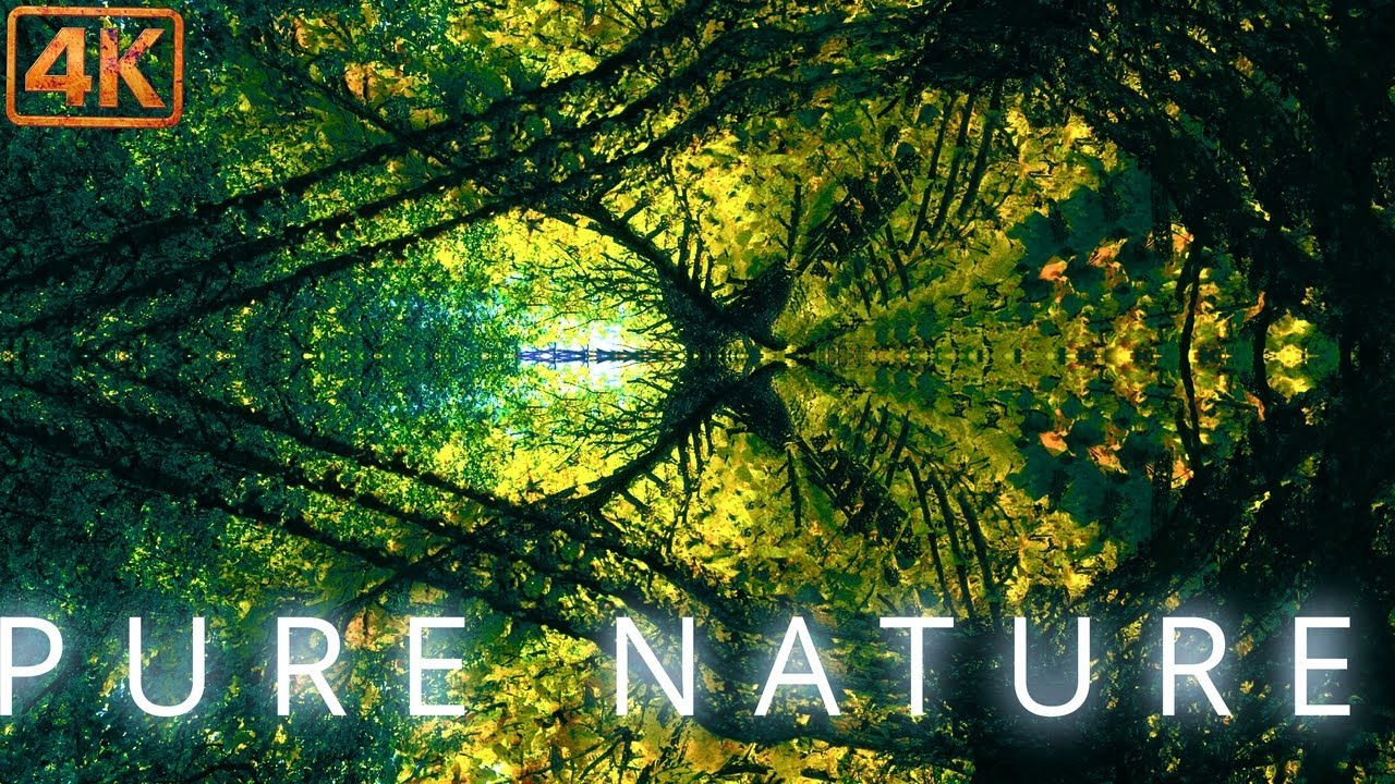 Floating Through Tree Dimensions |1h+ Trippy Nature Visuals 4K