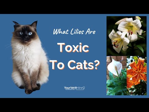 Are Lilies Poisonous To Cats?