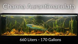 I Left My Aquarium for 3 Months — This Is What I Came Back To!