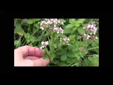 Dost, Oregano, Heilpflanze