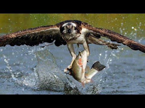 An osprey fishing in spectacular super slow motion | osprey catching fish