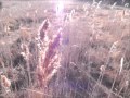 weedking - guided by voices