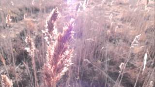 weedking - guided by voices