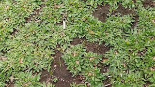 TIPS SA PAGTANIM NG FROG GRASS AT PAANO ITO ALAGAAN.