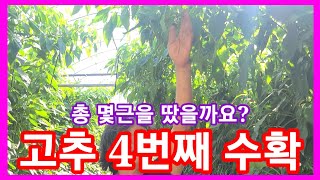고추 따기전 노래한판 때리고~4번째 고추수확 지금까지 몇근을 땄을까? 솔림농원 고추 비닐하우스 텃밭 귀농귀촌…