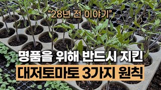 대저토마토 장인이 반드시 지킨 절대 원칙 3가지 #에너지농법 #짭짤이토마토 #농사노하우 #토마토재배