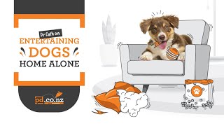Vet Advice on Keeping Your Dog Entertained at Home Alone When You