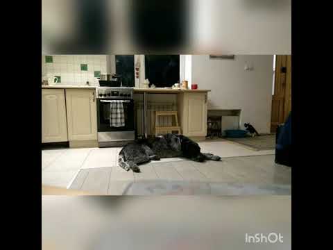 Jupiter – pies, który płacze… z bólu.