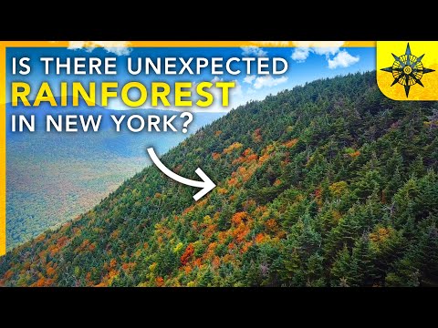 Exploring the Rainforests of the Catskill Mountains