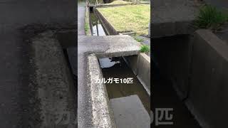 カルガモ子供9匹 #shorts