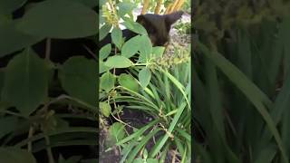 Why is my Cat Eating Plants??