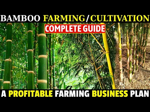 , title : 'Bamboo Farming Business / Bamboo Cultivation | Profitable Agriculture Business Plan'