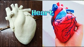 How to make Human Heart / Model of Human Heart / School Science Project -HEART / Easy Heart Model
