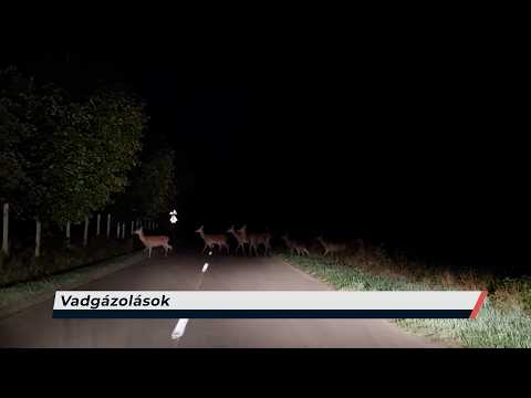 Híradó – 2026.08.14. – Péntek