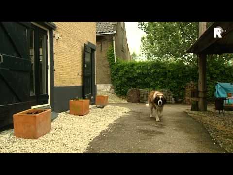 Hond jaagt inbrekers sloot in