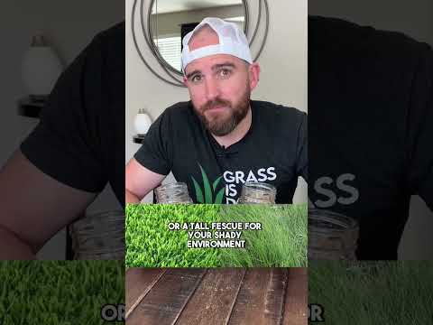 THIS is the BEST grass for the SHADE in cool season lawns #lawns #grass #seed #diy #backyard