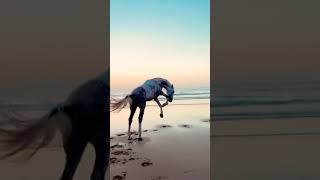 Download lagu #story#storywakeren#animals#animalsvideo mp3