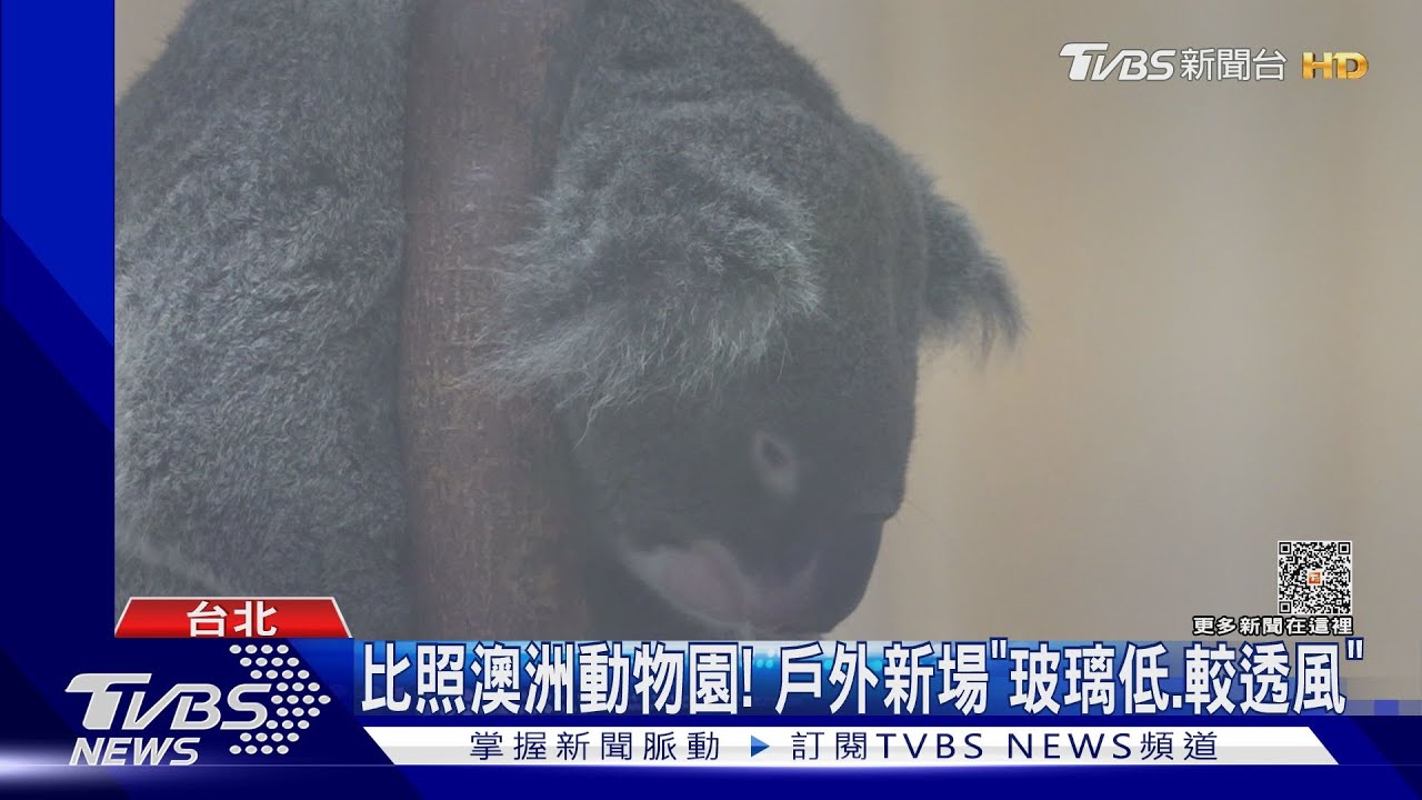 無尾熊怕熱鬧　5月起新戶外場「保育員」陪同