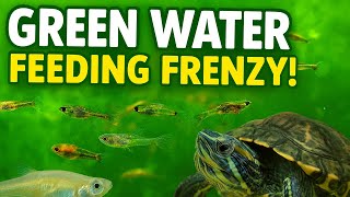 Green Water Feeding Frenzy! Baby Guppies, Rice Fish & Turtle Tank Tour (Father Fish Method)